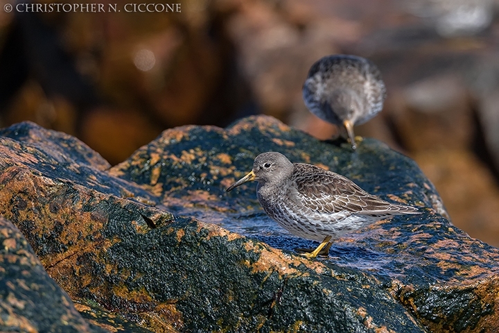 Purple Sandpiper