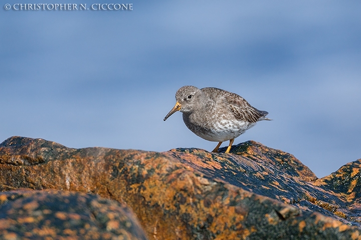 Purple Sandpiper