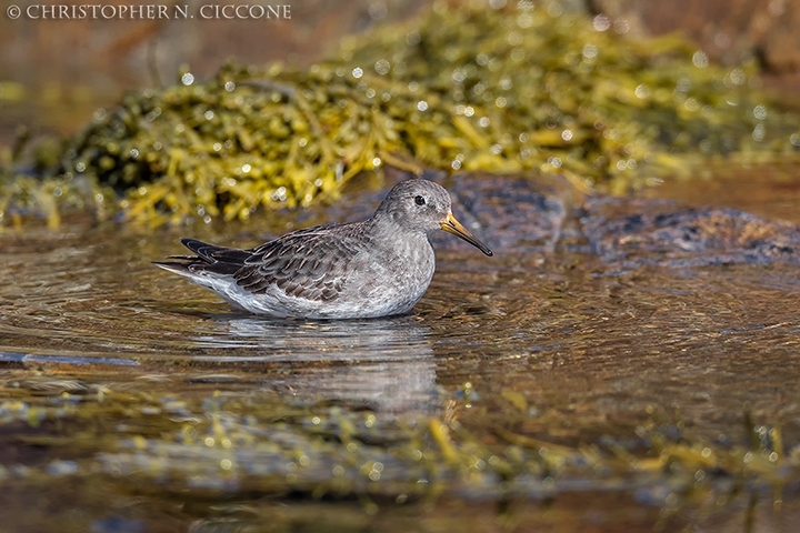 Purple Sandpiper