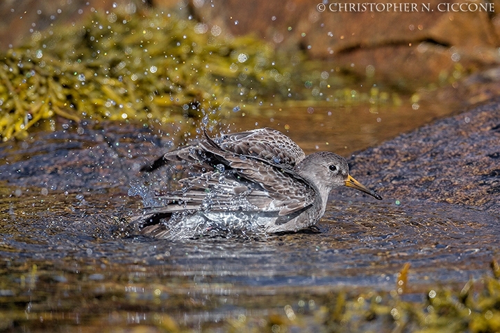 Purple Sandpiper