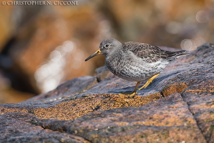 Purple Sandpiper