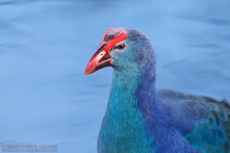 Purple Swamphen