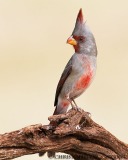 Pyrrhuloxia