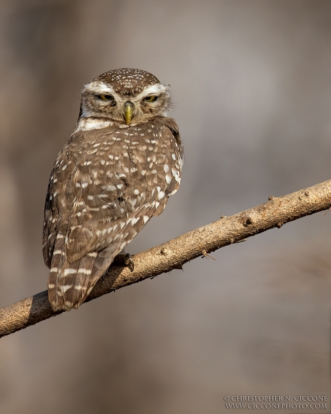 Spotted Owlet