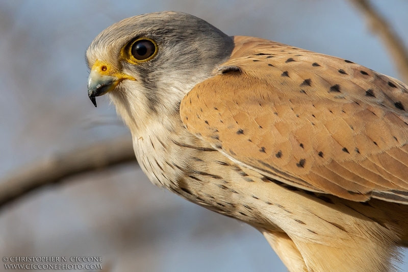 Eurasian Kestrel