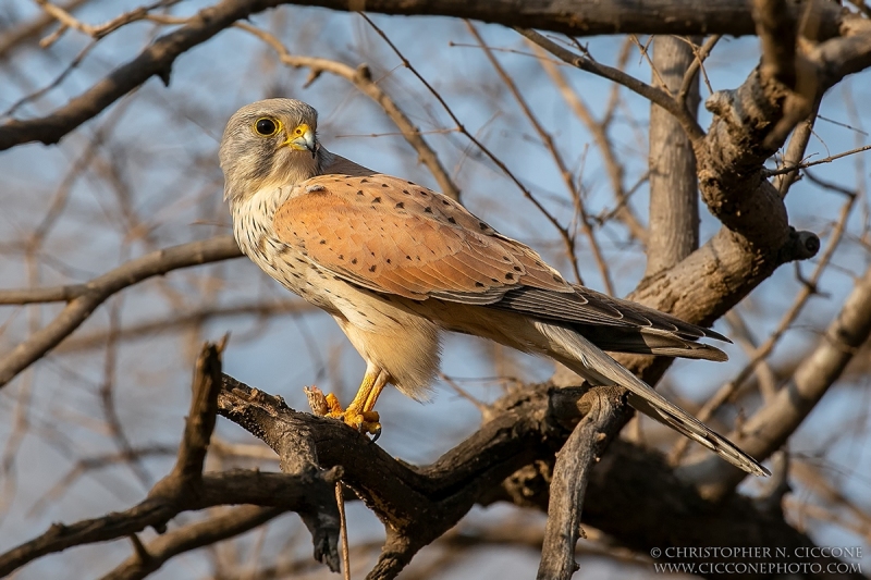 Eurasian Kestrel