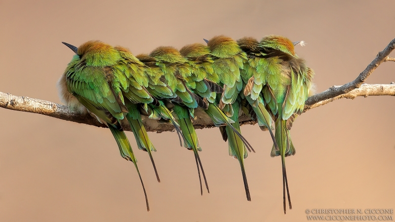 Green Bee-eaters
