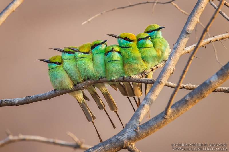 Green Bee-eaters