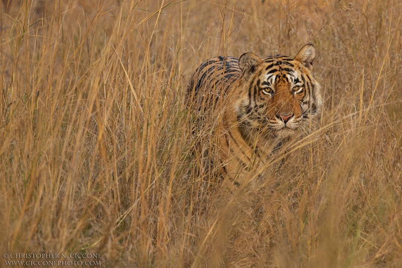 Bengal Tiger