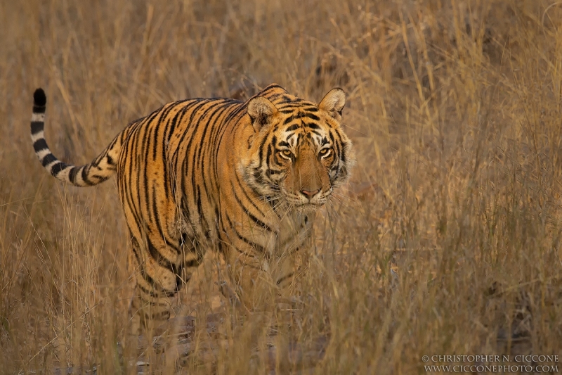 Bengal Tiger