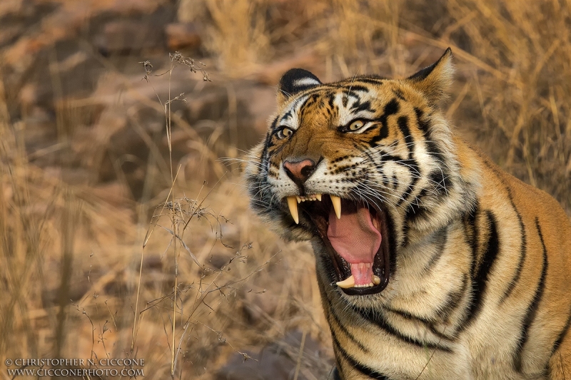 Bengal Tiger