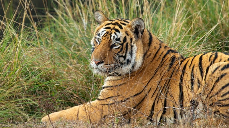 Bengal Tiger