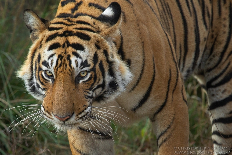 Bengal Tiger