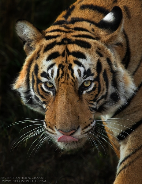 Bengal Tiger