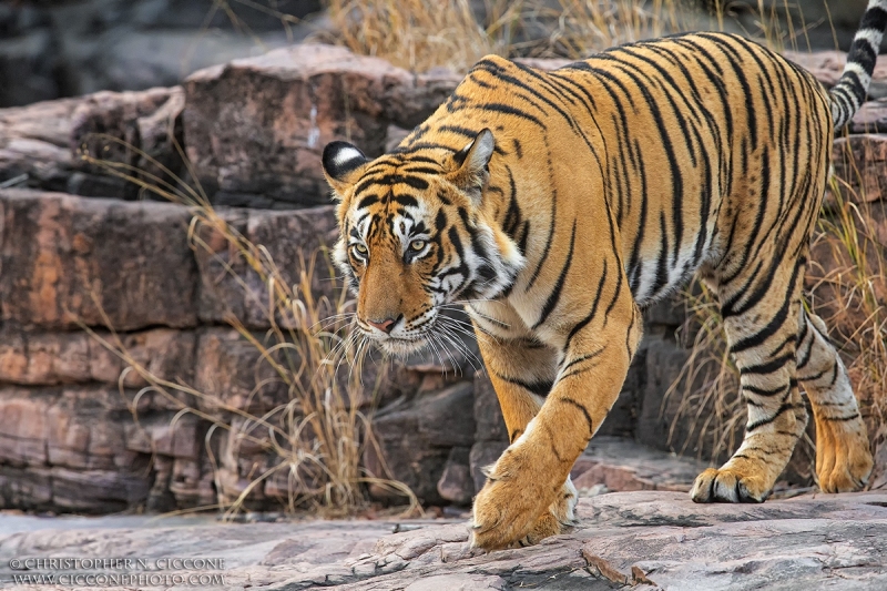 Bengal Tiger