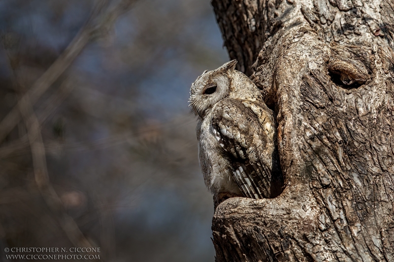 Indian Scops Owl