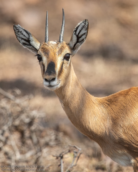 Chinkara