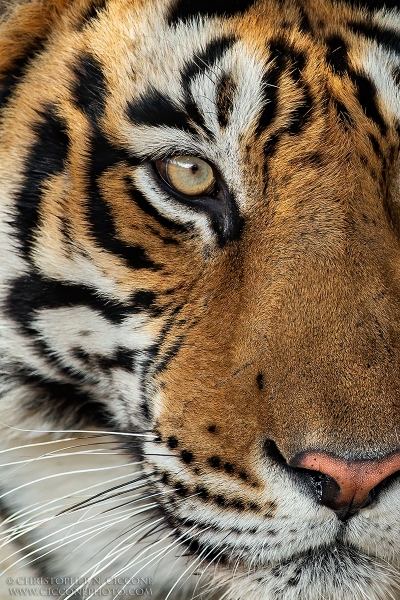 Bengal Tiger