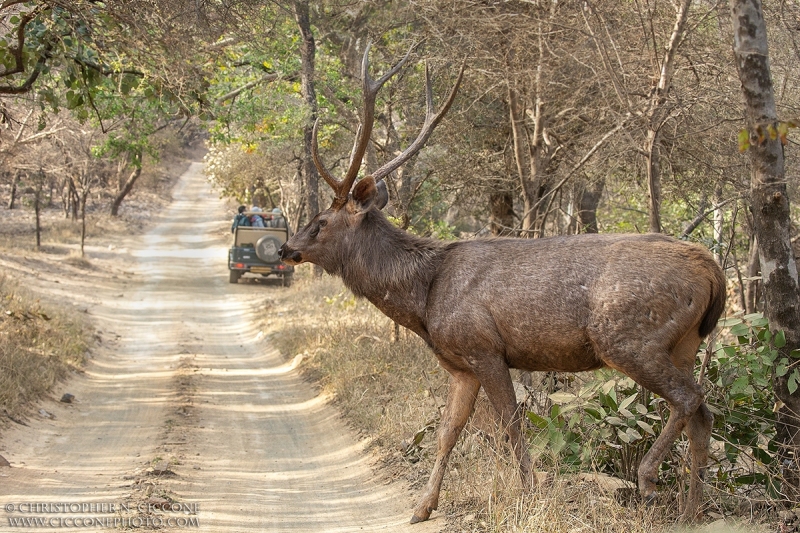 Sambar