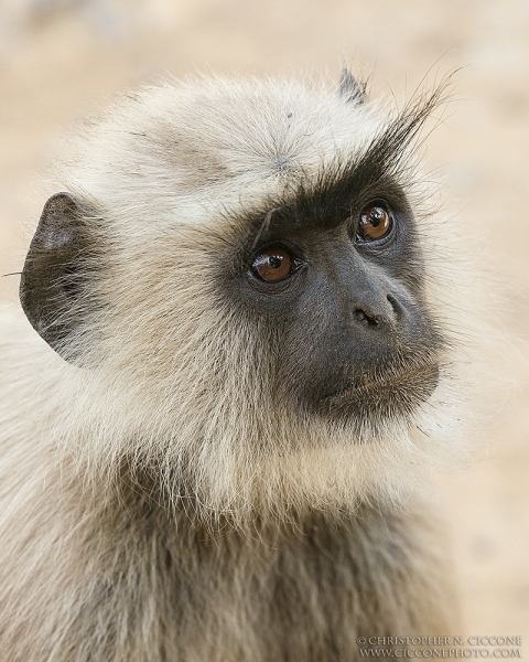 Hanuman Langur