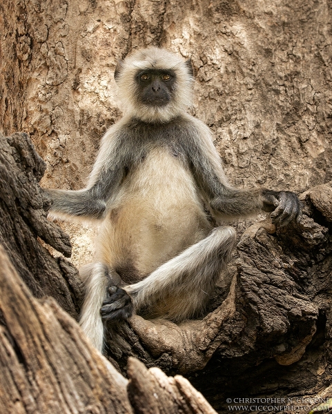 Hanuman Langur