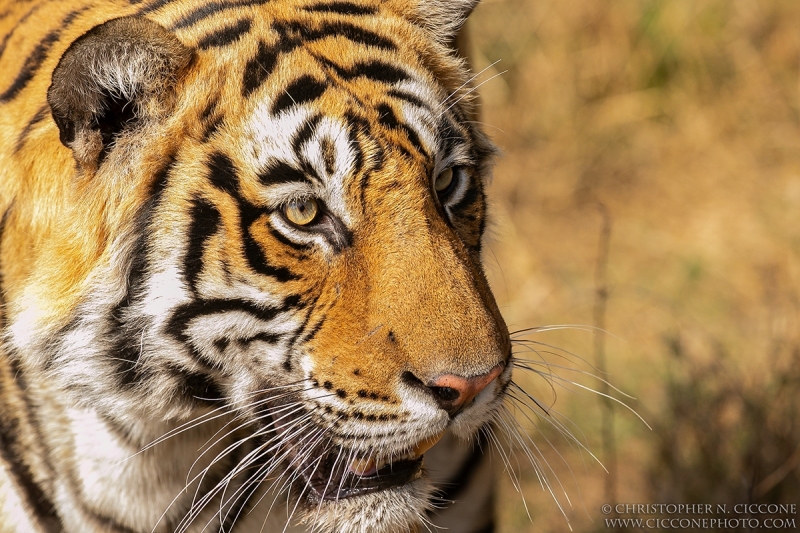 Bengal Tiger