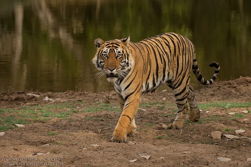 Bengal Tiger