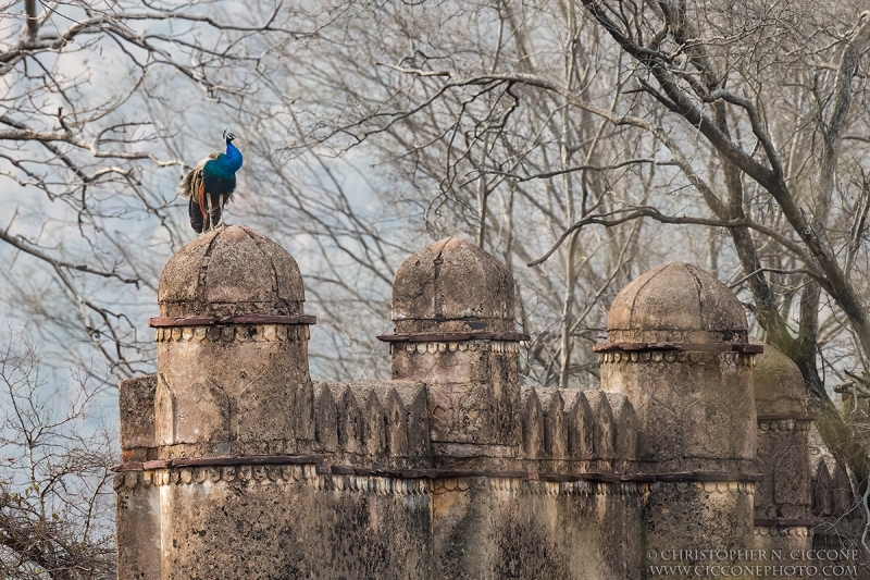 Indian Peafowl