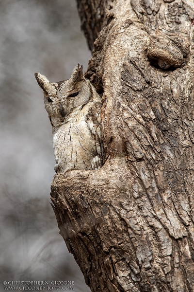 Indian Scops Owl