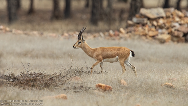 Chinkara