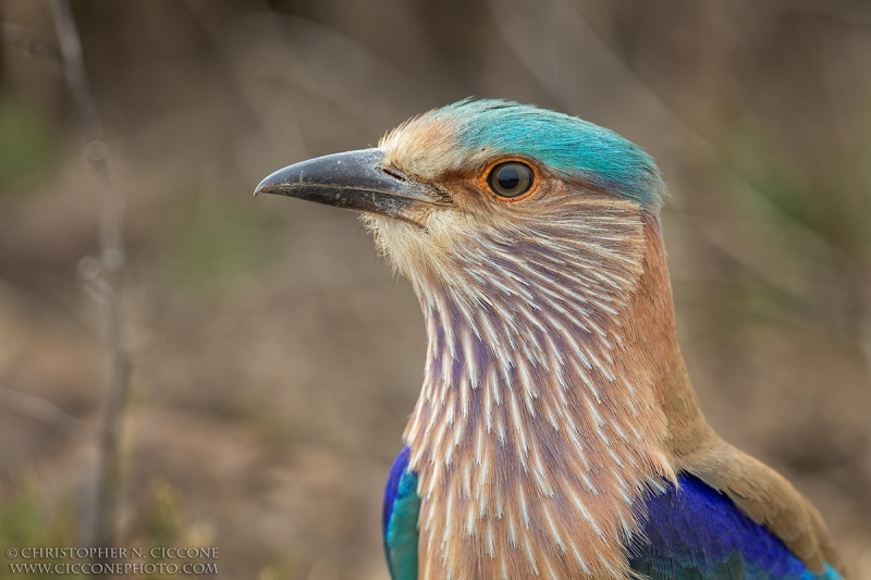 Indian Roller