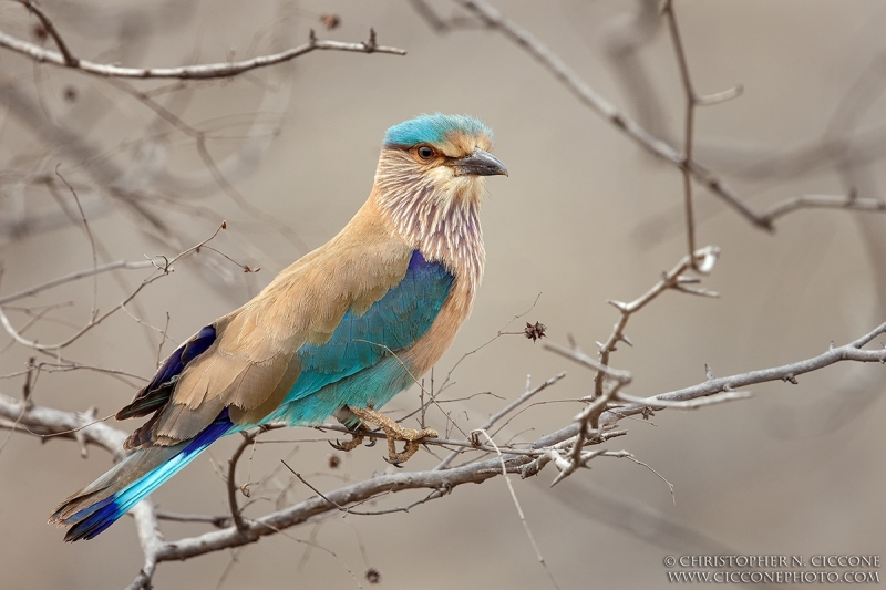 Indian Roller