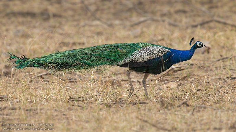 Indian Peafowl