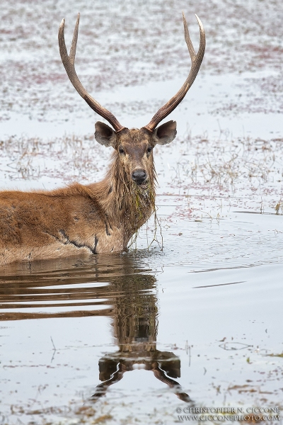 Sambar