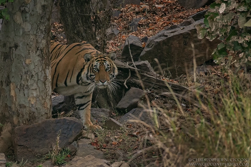 Bengal Tiger