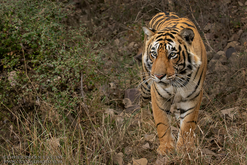 Bengal Tiger