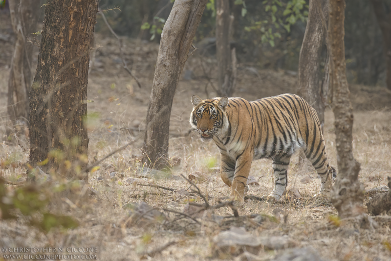 Bengal Tiger