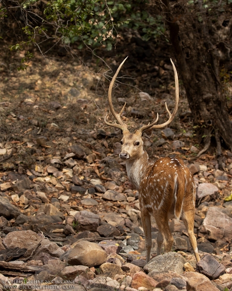 Chital