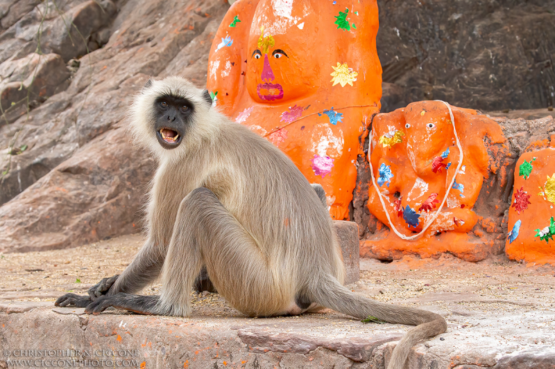 Hanuman Langur