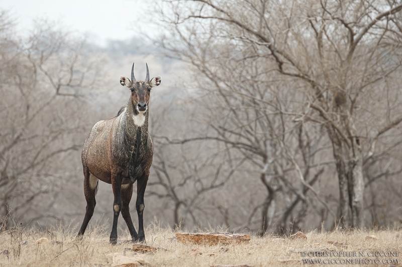 Nilgai