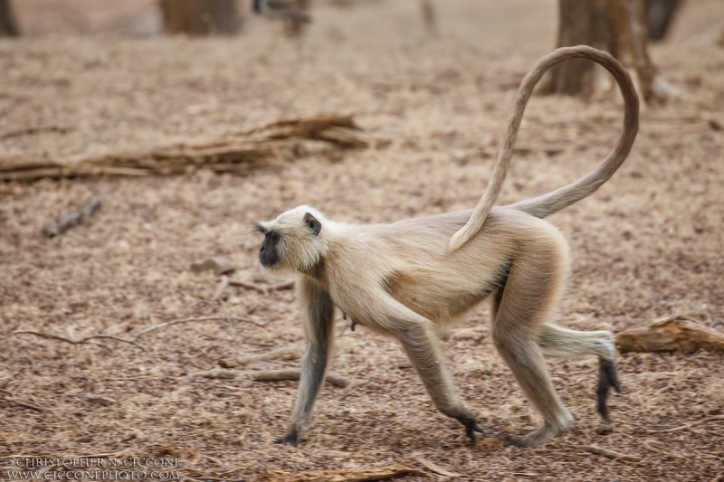 Hanuman Langur