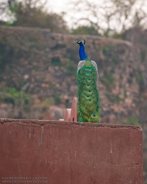 Indian Peafowl