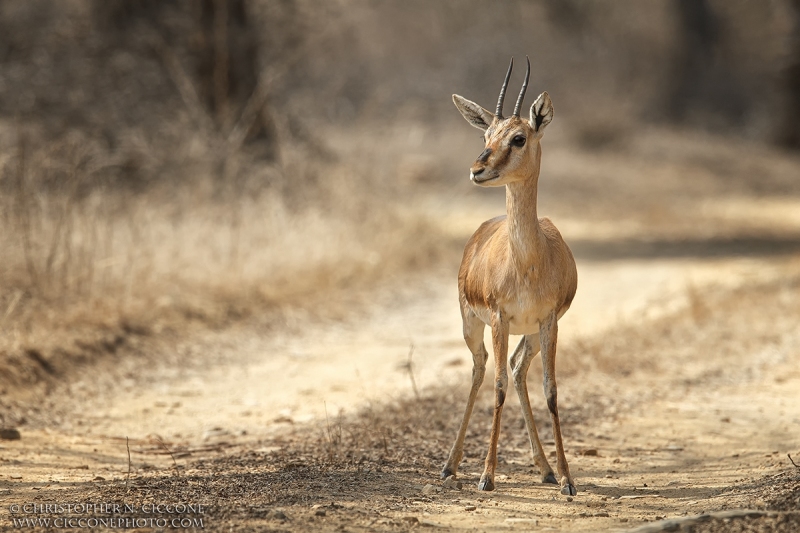 Chinkara