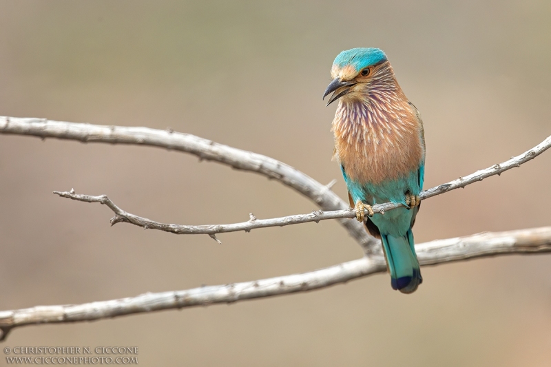 Indian Roller