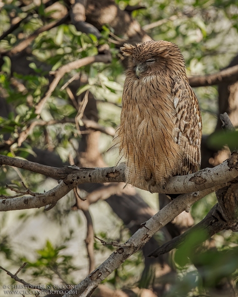 Brown Fish Owl