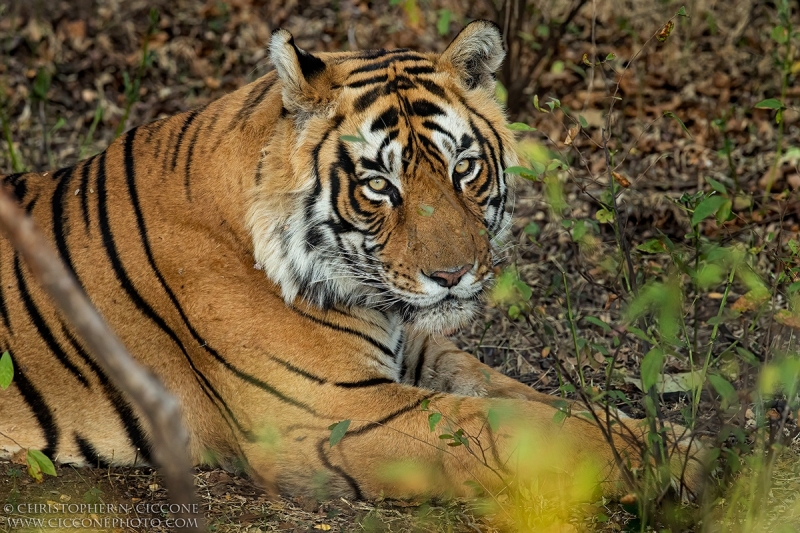 Bengal Tiger