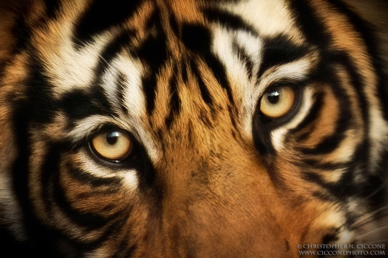 Bengal Tiger