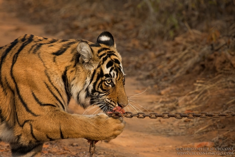 Bengal Tiger