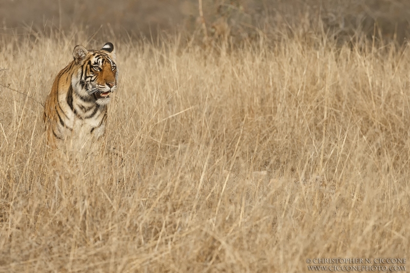 Bengal Tiger