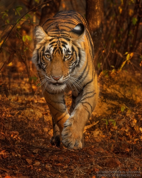 Bengal Tiger